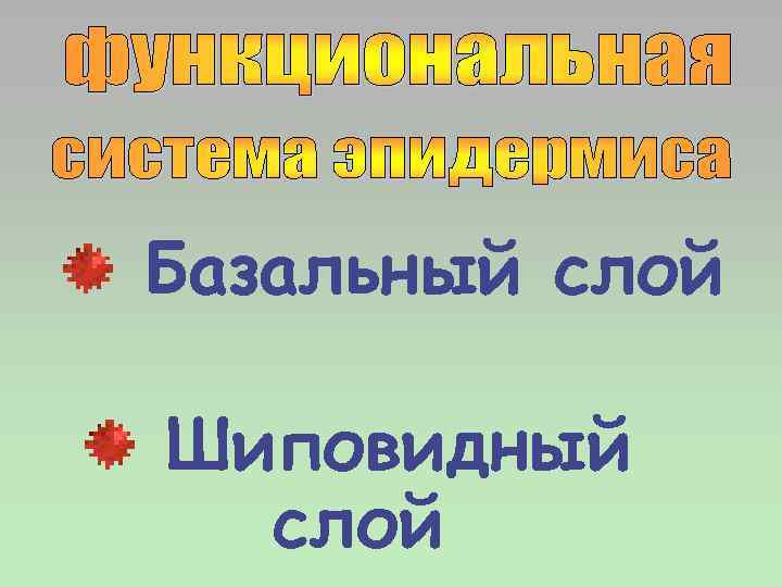 Базальный слой Шиповидный слой 