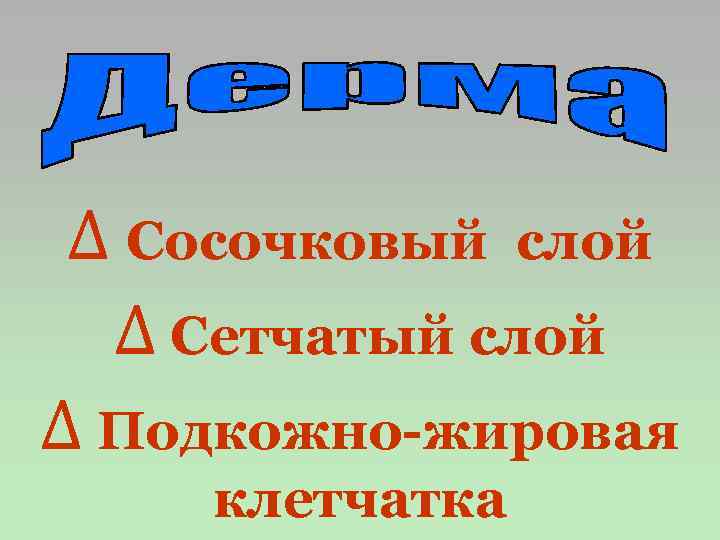 ∆ Сосочковый слой ∆ Сетчатый слой ∆ Подкожно-жировая клетчатка 