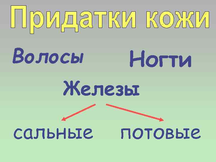 Волосы Ногти Железы сальные потовые 