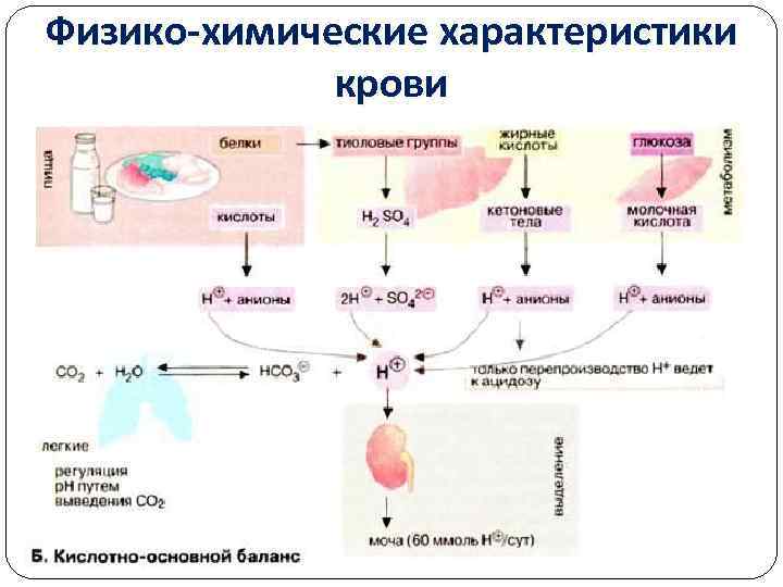 Физико-химические характеристики крови 