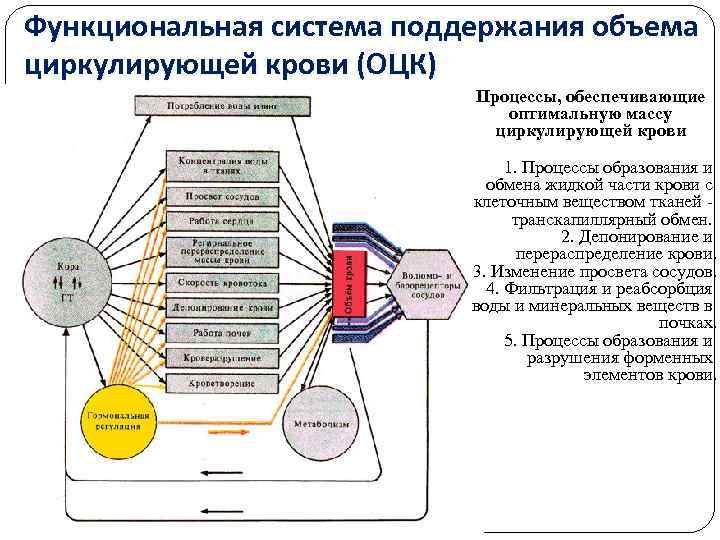 Функциональная система поддержания объема циркулирующей крови (ОЦК) Процессы, обеспечивающие оптимальную массу циркулирующей крови 1.
