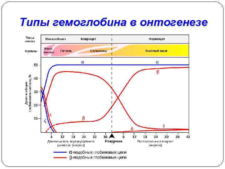 Типы гемоглобина в онтогенезе 