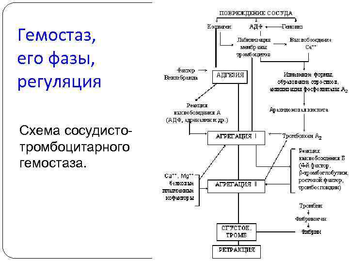 Гемостаз, его фазы, регуляция Схема сосудистотромбоцитарного гемостаза. 