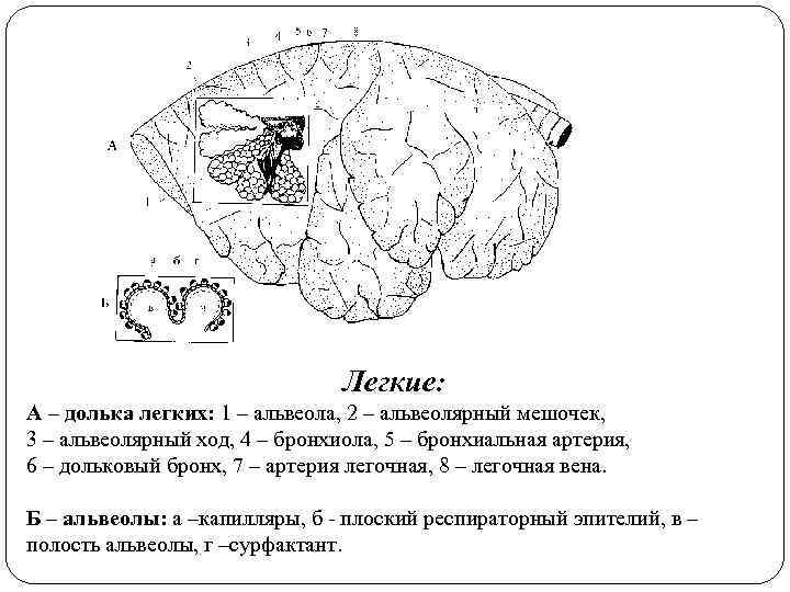 Легкие: А – долька легких: 1 – альвеола, 2 – альвеолярный мешочек, 3 –