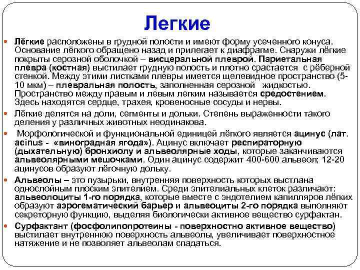 Легкие Лёгкие расположены в грудной полости и имеют форму усеченного конуса. Основание лёгкого обращено