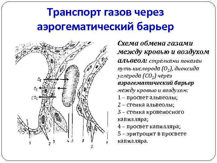 Транспорт газов через аэрогематический барьер Схема обмена газами между кровью и воздухом альвеол: стрелками