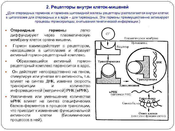2. Рецепторы внутри клеток-мишеней (Для стероидных гормонов и гормонов щитовидной железы рецепторы располагаются внутри