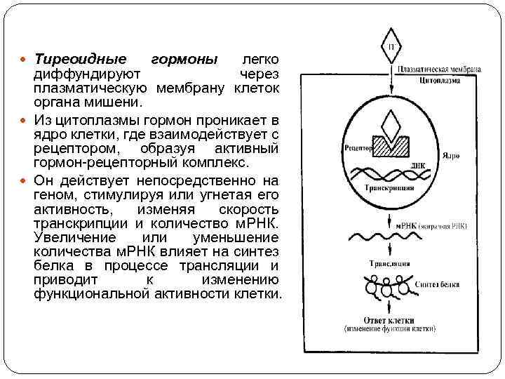  Тиреоидные гормоны легко диффундируют через плазматическую мембрану клеток органа мишени. Из цитоплазмы гормон