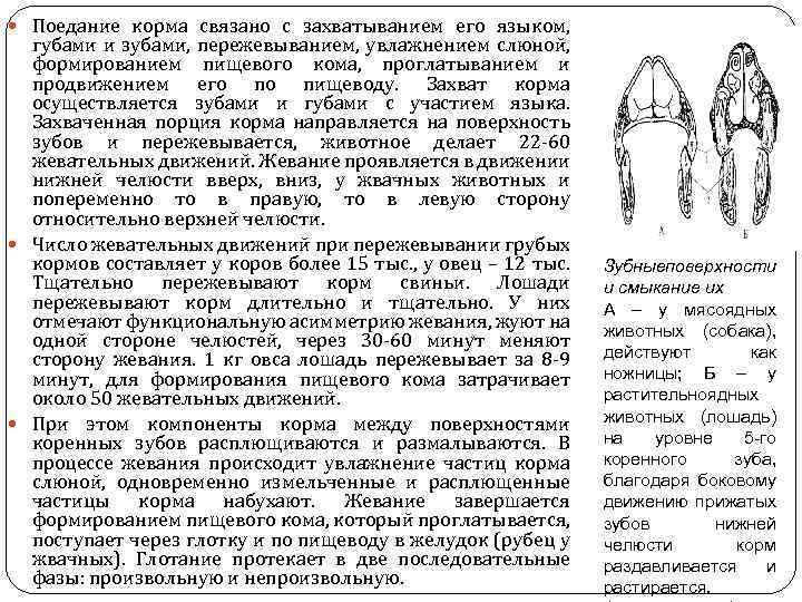  Поедание корма связано с захватыванием его языком, губами и зубами, пережевыванием, увлажнением слюной,