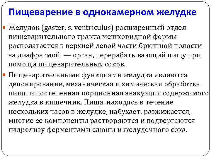 Пищеварение в однокамерном желудке Желудок (gaster, s. ventriculus) расширенный отдел пищеварительного тракта мешковидной формы