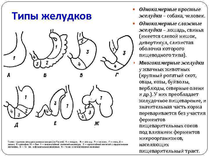 Типы желудков Однокамерные простые желудки – собака, человек. Однокамерные сложные желудки – лошадь, свинья