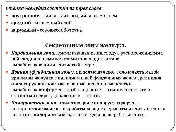 Стенка желудка состоит из трех слоев: внутренний слизистая с подслизистым слоем средний мышечный слой
