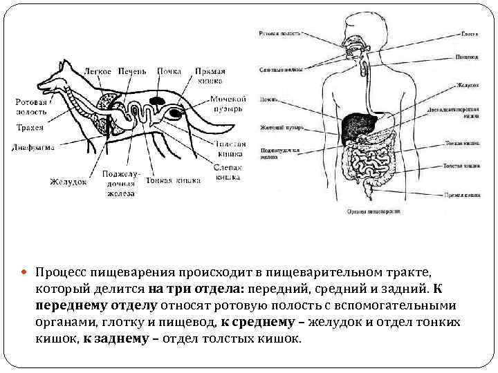  Процесс пищеварения происходит в пищеварительном тракте, который делится на три отдела: передний, средний
