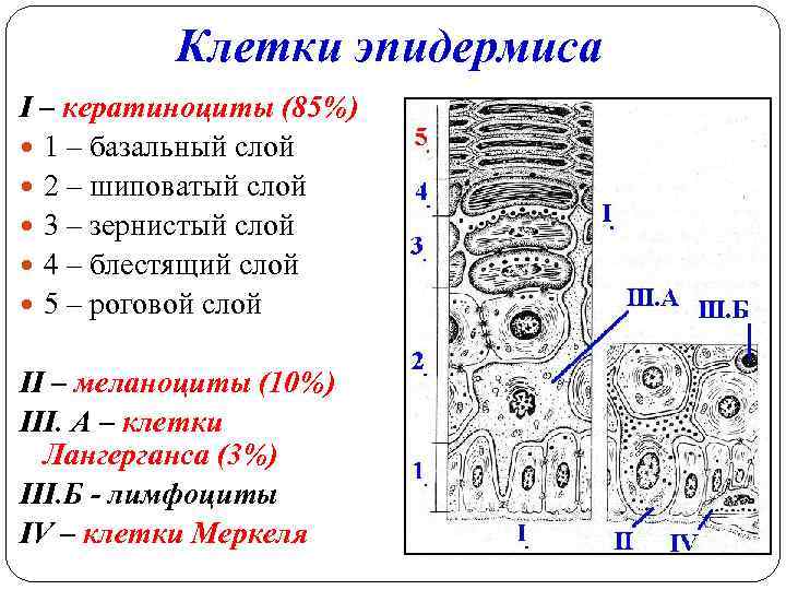 Клетки эпидермиса I – кератиноциты (85%) 1 – базальный слой 2 – шиповатый слой