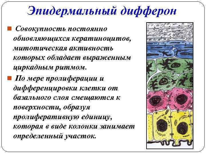 Эпидермальный дифферон n Совокупность постоянно обновляющихся кератиноцитов, митотическая активность которых обладает выраженным циркадным ритмом.