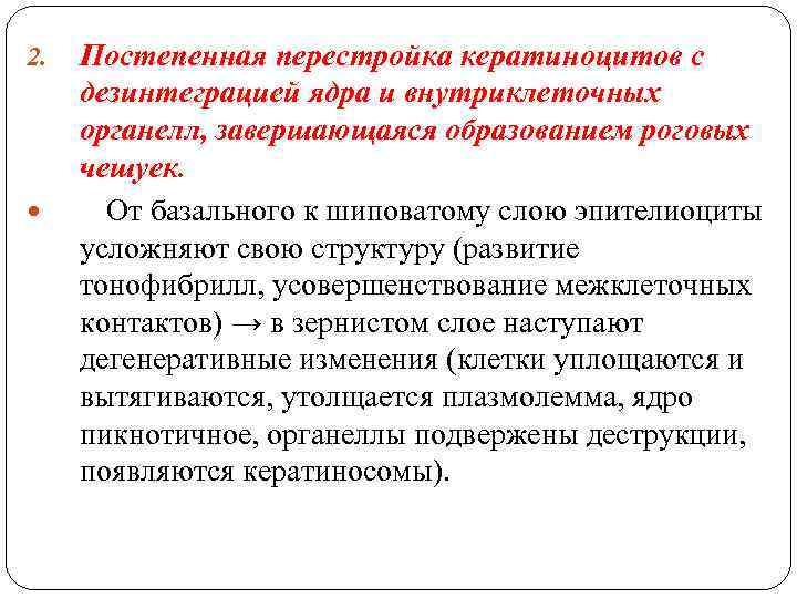 2. Постепенная перестройка кератиноцитов с дезинтеграцией ядра и внутриклеточных органелл, завершающаяся образованием роговых чешуек.