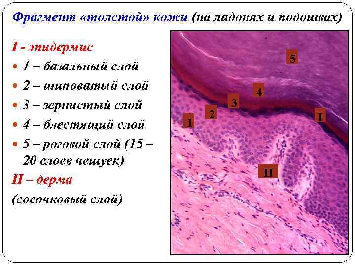 Фрагмент «толстой» кожи (на ладонях и подошвах) I - эпидермис 1 – базальный слой