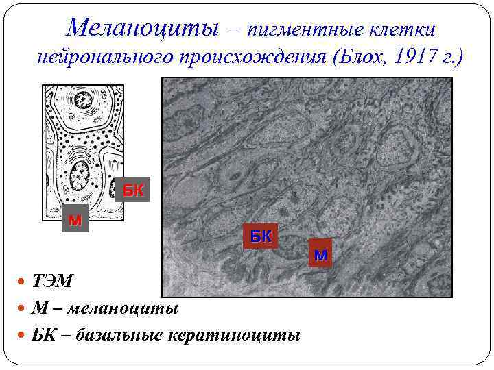 Меланоциты – пигментные клетки нейронального происхождения (Блох, 1917 г. ) БК м БК ТЭМ