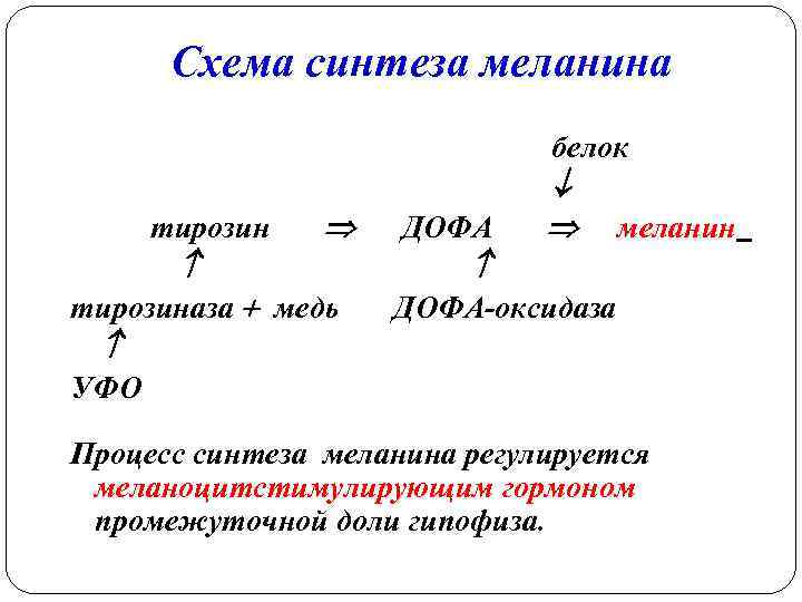 Схема синтеза меланина