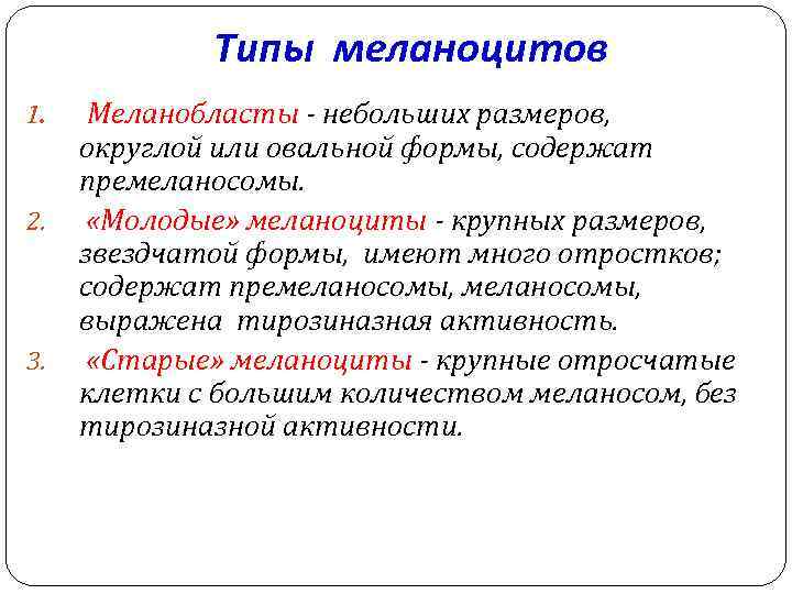 Типы меланоцитов 1. 2. 3. Меланобласты - небольших размеров, округлой или овальной формы, содержат
