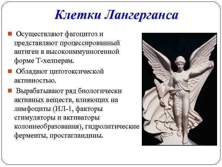 Клетки Лангерганса n Осуществляют фагоцитоз и представляют процессированный антиген в высокоиммунногенной форме Т-хелперам. n