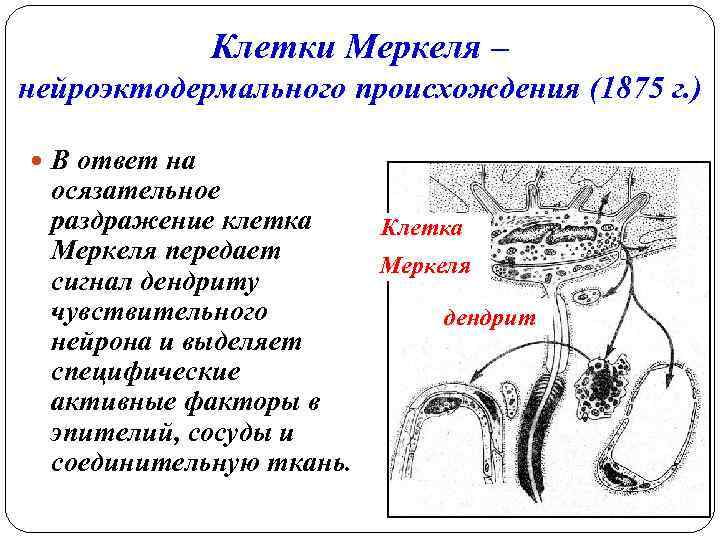 Клетки Меркеля – нейроэктодермального происхождения (1875 г. ) В ответ на осязательное раздражение клетка