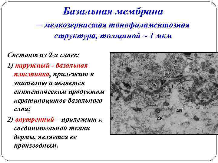 Базальная мембрана – мелкозернистая тонофиламентозная структура, толщиной ~ 1 мкм Состоит из 2 -х
