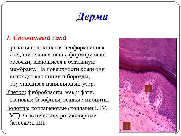Дерма 1. Сосочковый слой – рыхлая волокнистая неоформленная соединительная ткань, формирующая сосочки, вдающиеся в