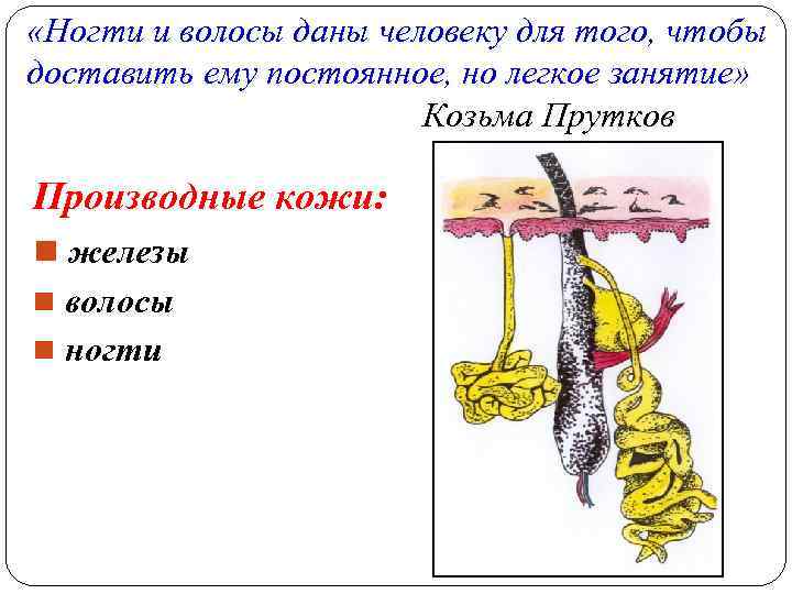  «Ногти и волосы даны человеку для того, чтобы доставить ему постоянное, но легкое