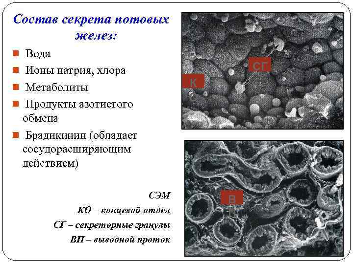Состав секрета потовых желез: n Вода n Ионы натрия, хлора n Метаболиты n Продукты