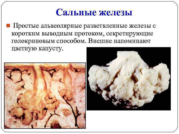 Сальные железы n Простые альвеолярные разветвленные железы с коротким выводным протоком, секретирующие голокриновым способом.