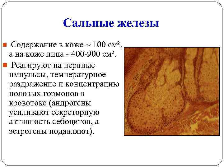Сальные железы Содержание в коже ~ 100 см², а на коже лица - 400