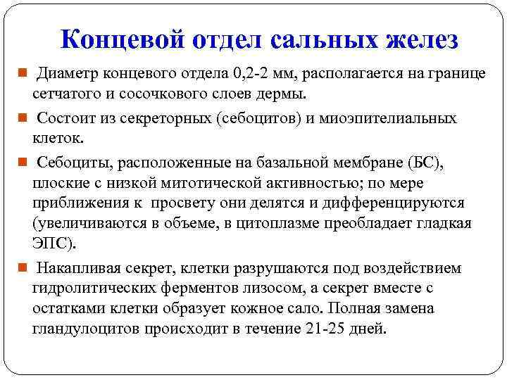 Концевой отдел сальных желез n Диаметр концевого отдела 0, 2 -2 мм, располагается на