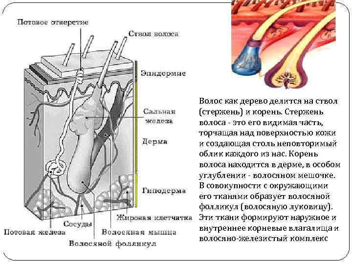 Волос как дерево делится на ствол (стержень) и корень. Стержень волоса - это его