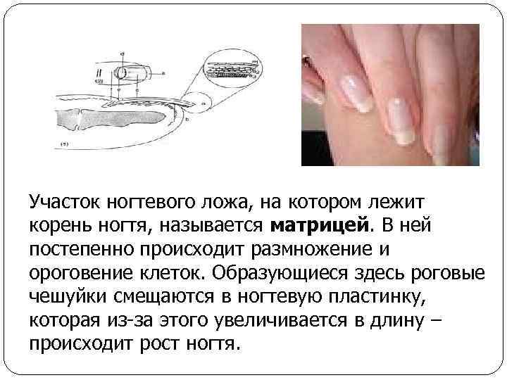 Участок ногтевого ложа, на котором лежит корень ногтя, называется матрицей. В ней постепенно происходит
