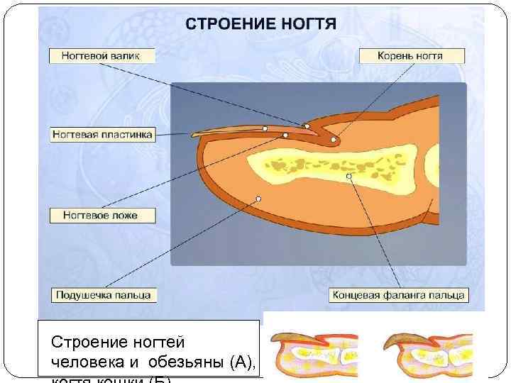 Строение ногтей человека и обезьяны (А), А Б 