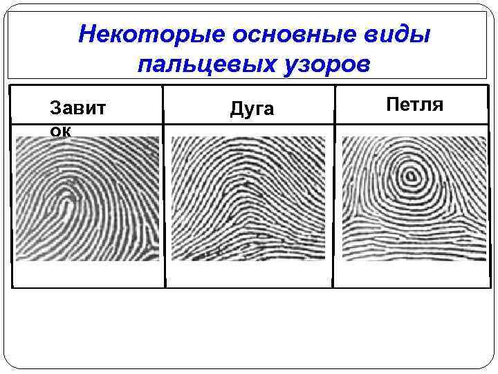 Выделяют три основных типа пальцевых рисунков. Виды пальцевых узоров. Типы узоров пальцев. Три основных типа пальцевых узоров. Основные части петлевых узоров пальцев человека.