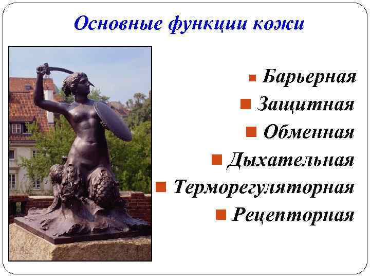Основные функции кожи Барьерная n Защитная n Обменная n Дыхательная n Терморегуляторная n Рецепторная
