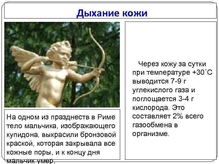 Дыхание кожи На одном из празднеств в Риме тело мальчика, изображающего купидона, выкрасили бронзовой