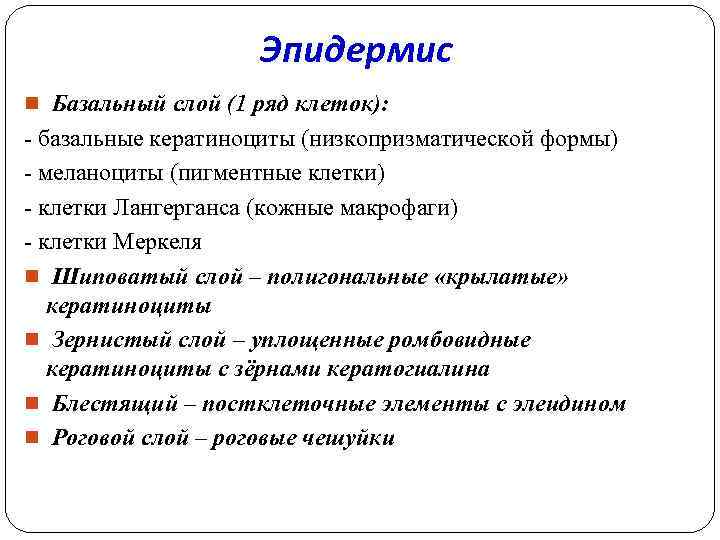 Эпидермис n Базальный слой (1 ряд клеток): - базальные кератиноциты (низкопризматической формы) - меланоциты