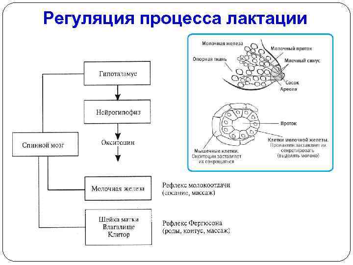 Регуляция процесса лактации 