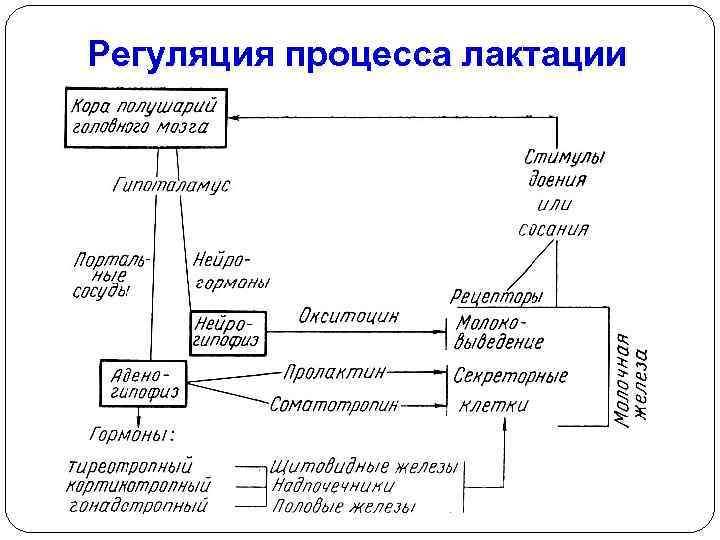 Регуляция процесса лактации 