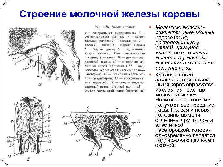 Молочные железы до и после родов фото