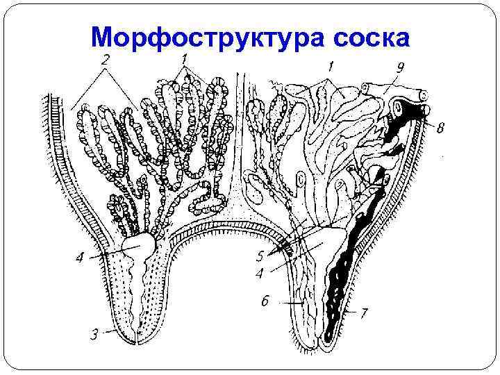 Морфоструктура соска 