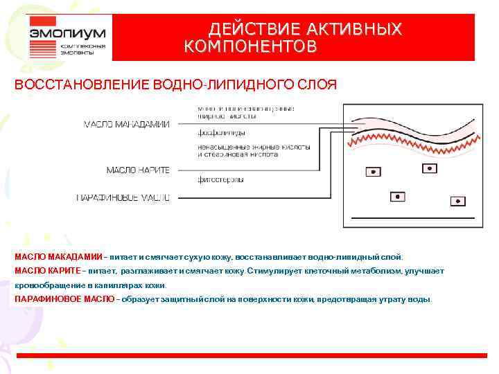ДЕЙСТВИЕ АКТИВНЫХ КОМПОНЕНТОВ ВОССТАНОВЛЕНИЕ ВОДНО-ЛИПИДНОГО СЛОЯ МАСЛО МАКАДАМИИ – питает и смягчает сухую кожу,