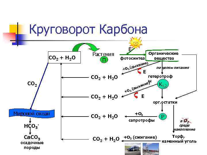 Круговорот Карбона СО 2 + Н 2 О Растения П Е Органические вещества фотосинтез