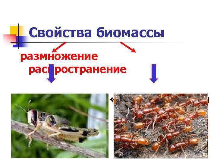 Свойства биомассы размножение распространение давление жизни «всюдность» жизни 