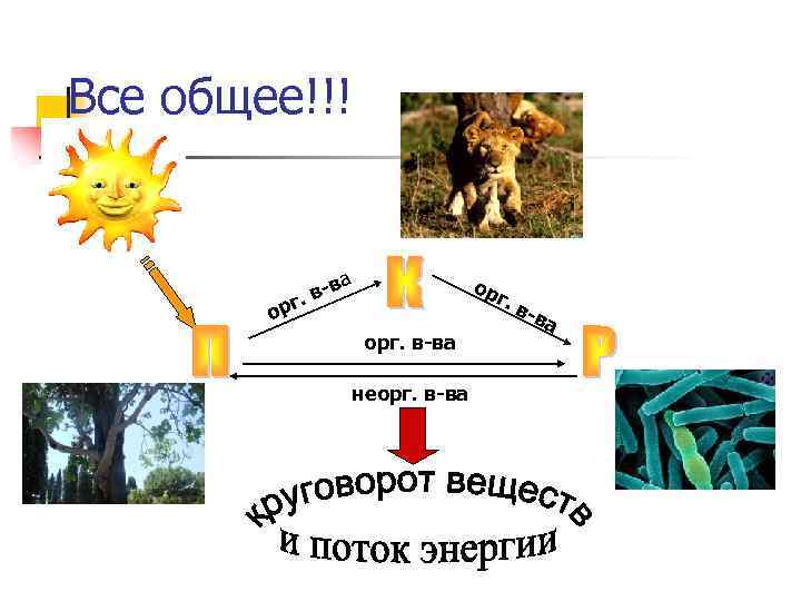 Все общее!!! в. вг а ор ор орг. в-ва неорг. в-ва г. в-в а