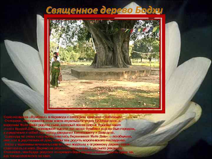 Священное дерево Бодхи Само название «Лумбини» в переводе с санскрита означает «любимый» . Считается,