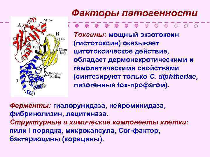  Факторы патогенности • Токсины: мощный экзотоксин (гистотоксин) оказывает цитотоксическое действие, обладает дермонекротическими и